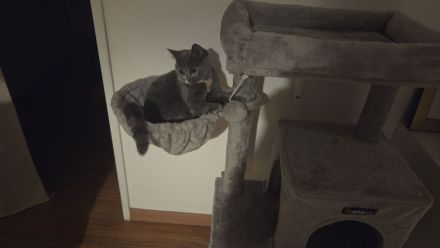 Bkh Kitten