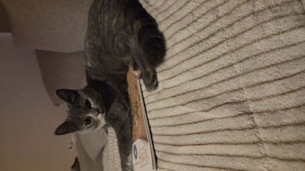 Bkh Kitten