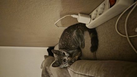 Bkh Kitten