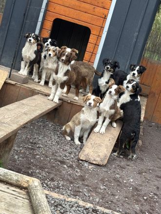 Australian Shepherd Welpen