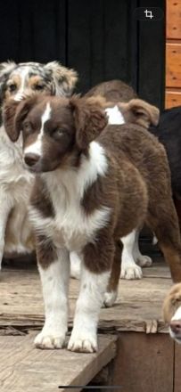 Australian Shepherd Welpen