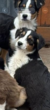 Australian Shepherd Welpen