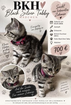 BKH Kitten weiblich