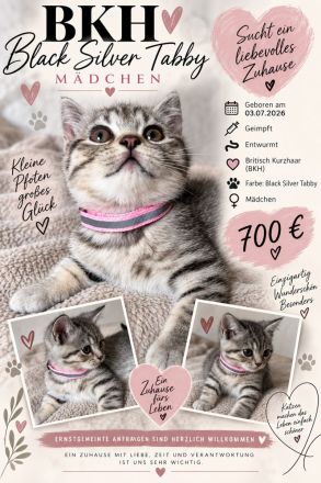 BKH Kitten weiblich