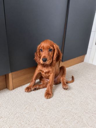 Cocker Spaniel