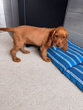 Cocker Spaniel