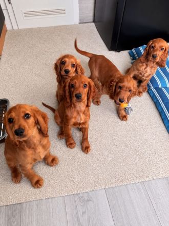 Cocker Spaniel