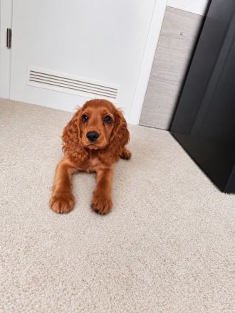 Cocker Spaniel