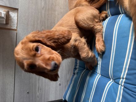 Cocker Spaniel