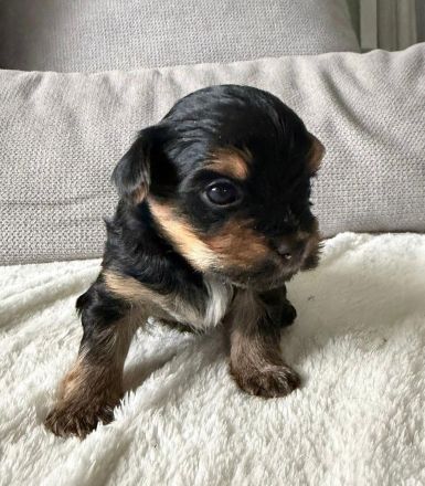Mini Biewer Yorkshire Welpen
