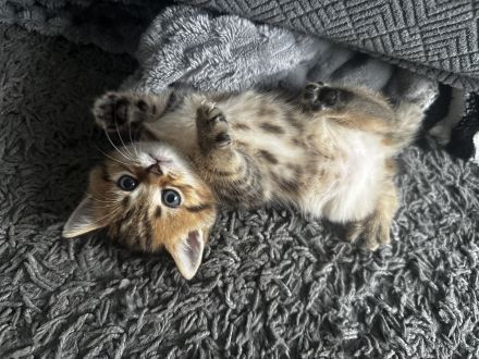 Kitten BKH
