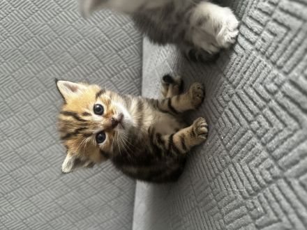 Kitten BKH
