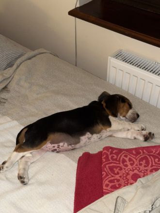 Reinrassiger Beagle-Rüde (5 Monate) sucht liebevolles Zuhause