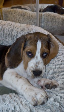 Reinrassiger Beagle-Rüde (5 Monate) sucht liebevolles Zuhause