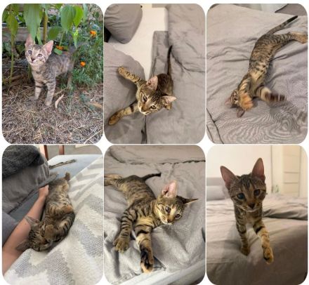 Simba, eine ganz besondere Katze sucht ihr Für-immer-Zuhause