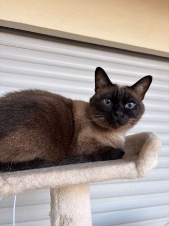 Zwei liebevolle Kater suchen ein Zuhause.