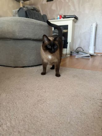 Ein liebevoller Kater sucht ein Zuhause.
