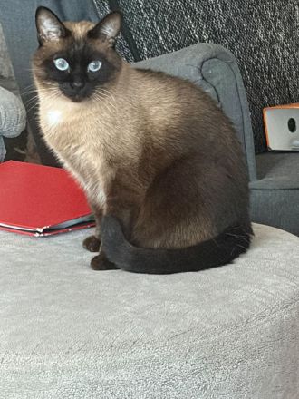 Ein liebevoller Kater sucht ein Zuhause.