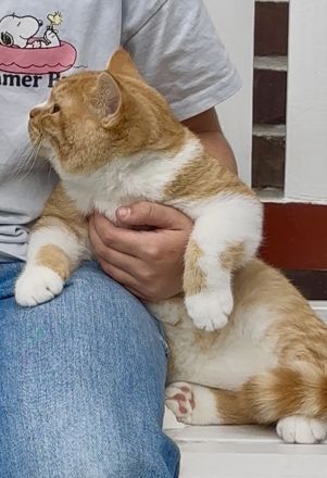 Charmanter Kater im Garfield Look BKH roter Kater red-white, orange blue lilac