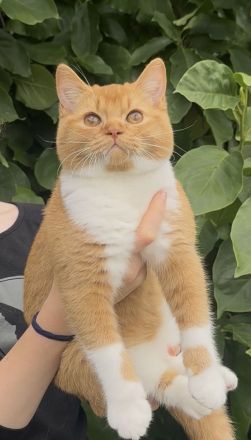 Charmanter Kater im Garfield Look BKH roter Kater red-white, orange blue lilac