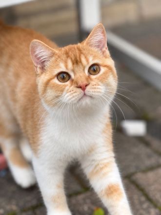Charmanter Kater im Garfield Look BKH roter Kater red-white, orange blue lilac