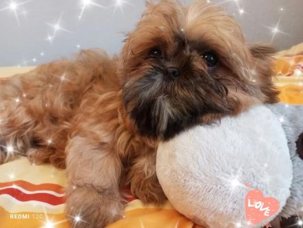 Kleine reinrassige Shih Tzu Welpen Rasselbande ❤️