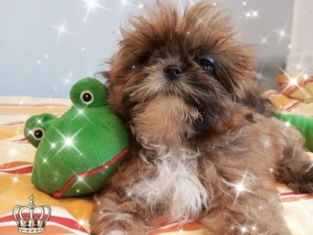 Kleine reinrassige Shih Tzu Welpen Rasselbande ❤️