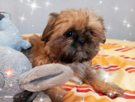 Kleine reinrassige Shih Tzu Welpen Rasselbande ❤️