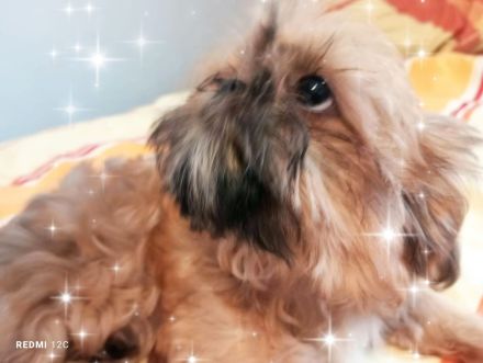 Kleine reinrassige Shih Tzu Welpen Rasselbande ❤️