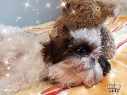 Kleine reinrassige Shih Tzu Welpen Rasselbande ❤️