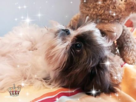 Kleine reinrassige Shih Tzu Welpen Rasselbande ❤️