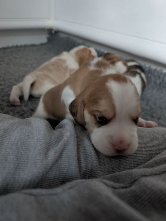 3 Beagle Welpen vom Rheinufer suchen ab November ein schönes Zuhause