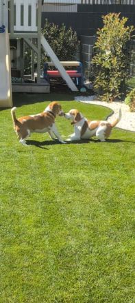 3 Beagle Welpen vom Rheinufer suchen ab November ein schönes Zuhause