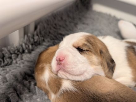 3 Beagle Welpen vom Rheinufer suchen ab November ein schönes Zuhause