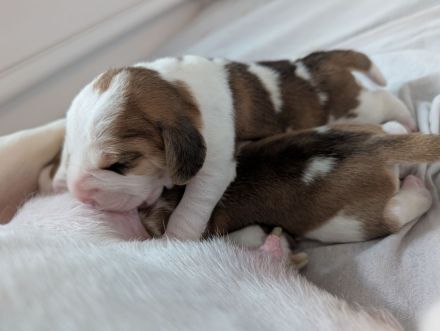 Beagle Welpen vom Rheinufer suchen ab November ein schönes Zuhause