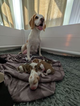 Beagle Welpen vom Rheinufer suchen ab November ein schönes Zuhause