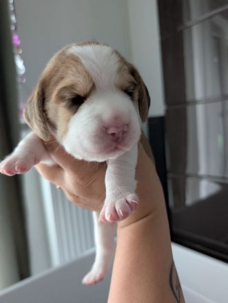 3 Beagle Welpen vom Rheinufer suchen ab November ein schönes Zuhause