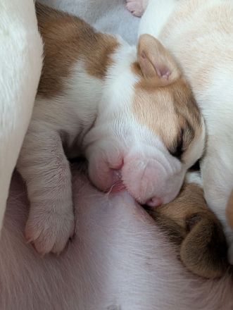 Beagle Welpen vom Rheinufer suchen ab November ein schönes Zuhause