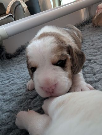3 Beagle Welpen vom Rheinufer suchen ab November ein schönes Zuhause