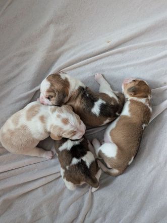 Beagle Welpen vom Rheinufer suchen ab November ein schönes Zuhause