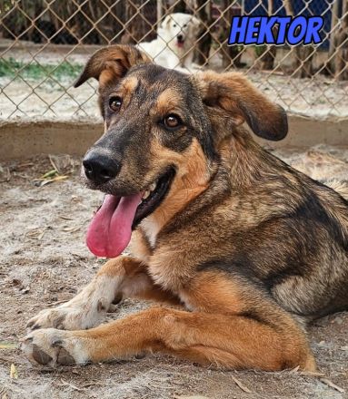 Hektor, 01/26 - aktiver, junger Rüde mit viel Potenzial sucht Familie