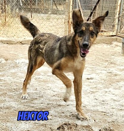Hektor, 01/26 - aktiver, junger Rüde mit viel Potenzial sucht Familie