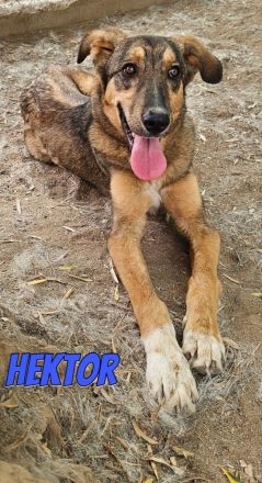 Hektor, 01/26 - aktiver, junger Rüde mit viel Potenzial sucht Familie