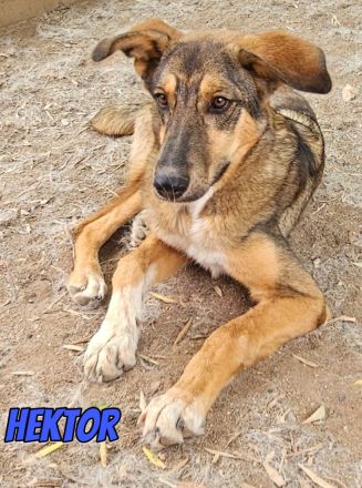 Hektor, 01/26 - aktiver, junger Rüde mit viel Potenzial sucht Familie