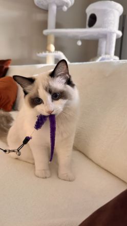 Wunderschön Ragdoll Kitten mit Stammbaum