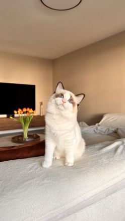 Wunderschön Ragdoll Kitten mit Stammbaum