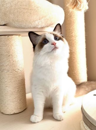Wunderschön Ragdoll Kitten mit Stammbaum