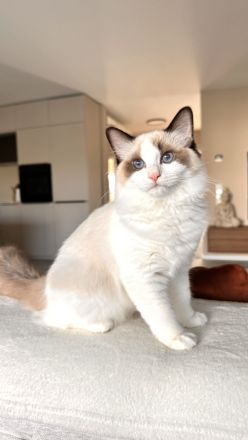 Wunderschön Ragdoll Kitten mit Stammbaum