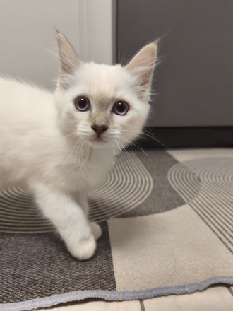 Heilige Birma Kitten