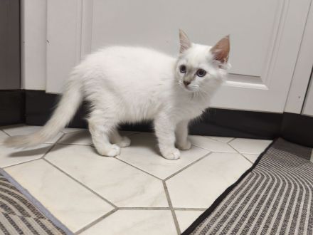 Heilige Birma Kitten